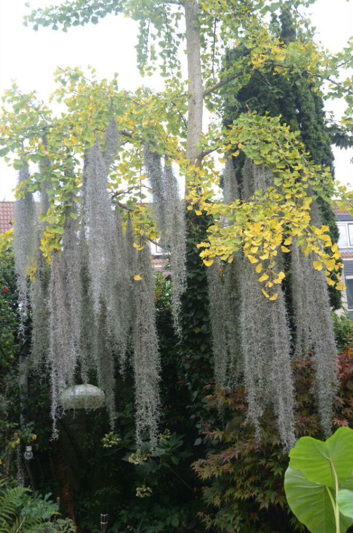 Salvajina (Tillandsia usneoides)