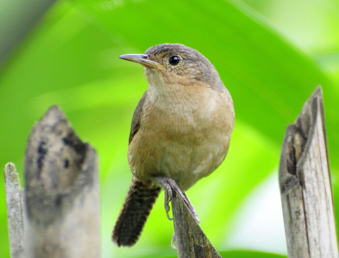 Carrasca (Troglodytes musculus)