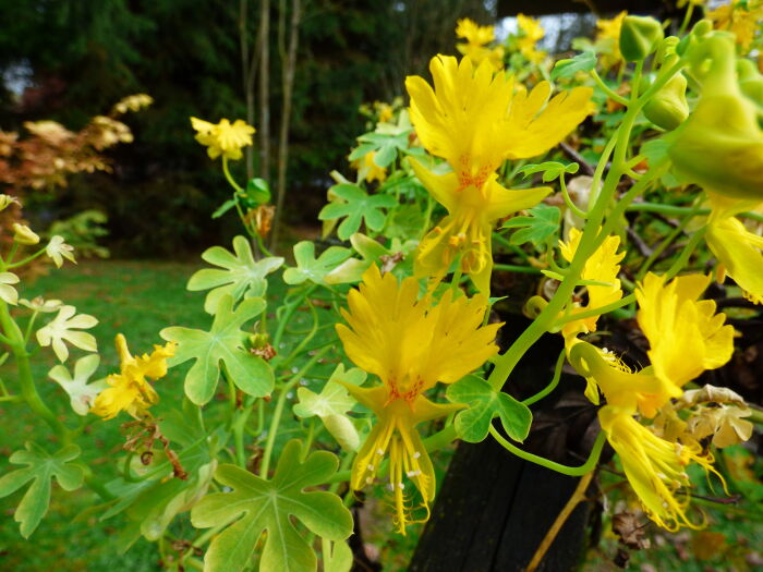 Tropaeolum peregrinum o pajarito