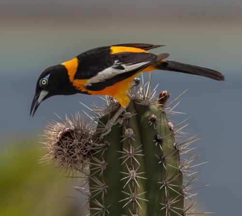 trupial, troupial, turpial venezolano: Ave con pico dentirrostro de plumaje amarillo y negro y canto variado y melodioso. De entre 15 y 22 cm de largo. De nombre cientfico Icterus icterus.