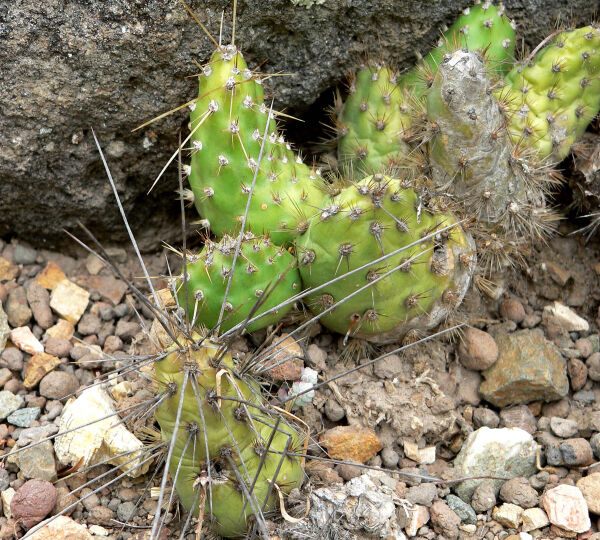 Tunilla soehrensii