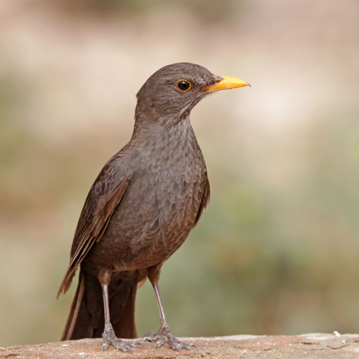 Mirlo (turdus merula)