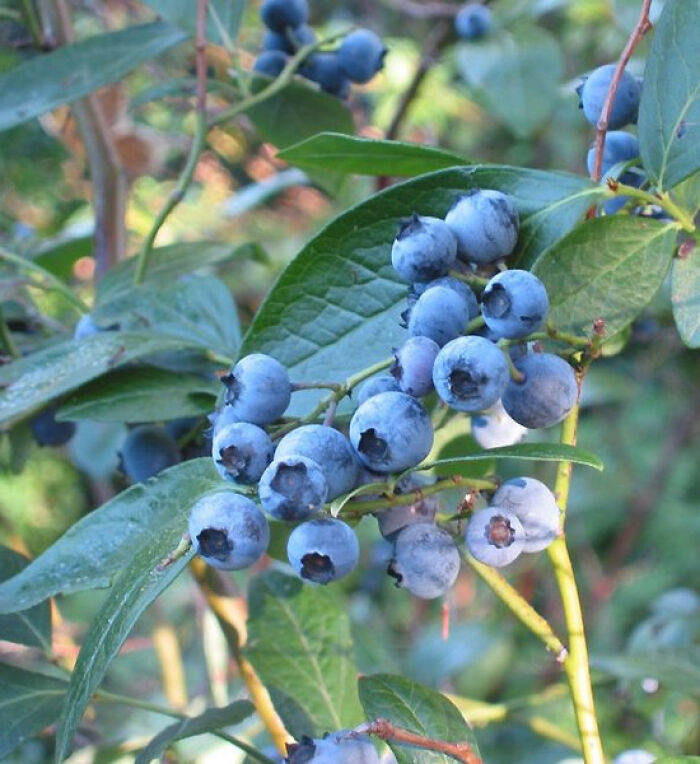 Vaccinium corymbosum