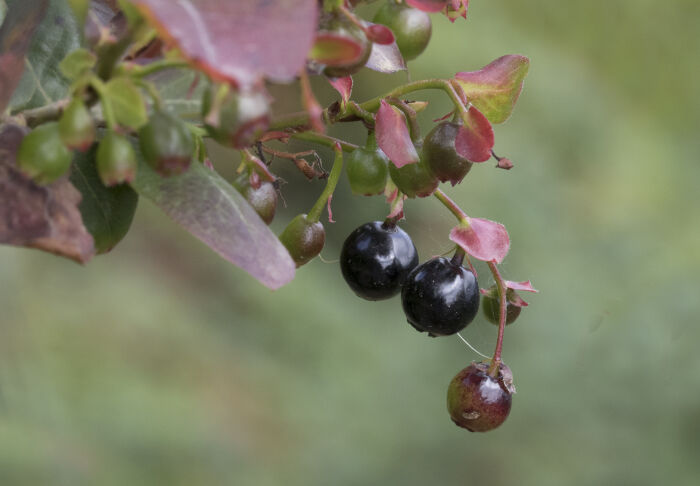 Vaccinium myrtillus