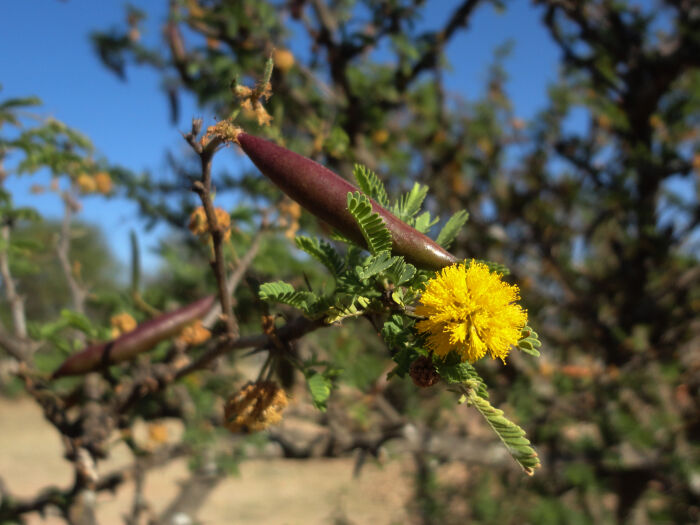 Cuj (Vachellia farnesiana)