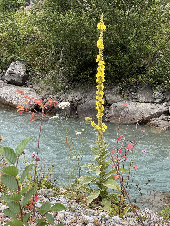 Vara de Aarn (Verbascum thapsus)