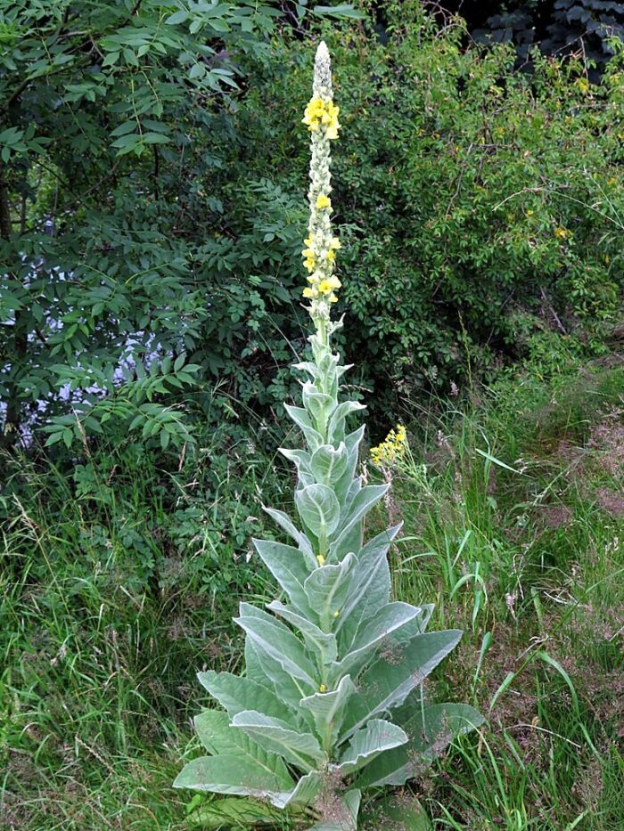 Gordolobo (Verbascum thapsus)