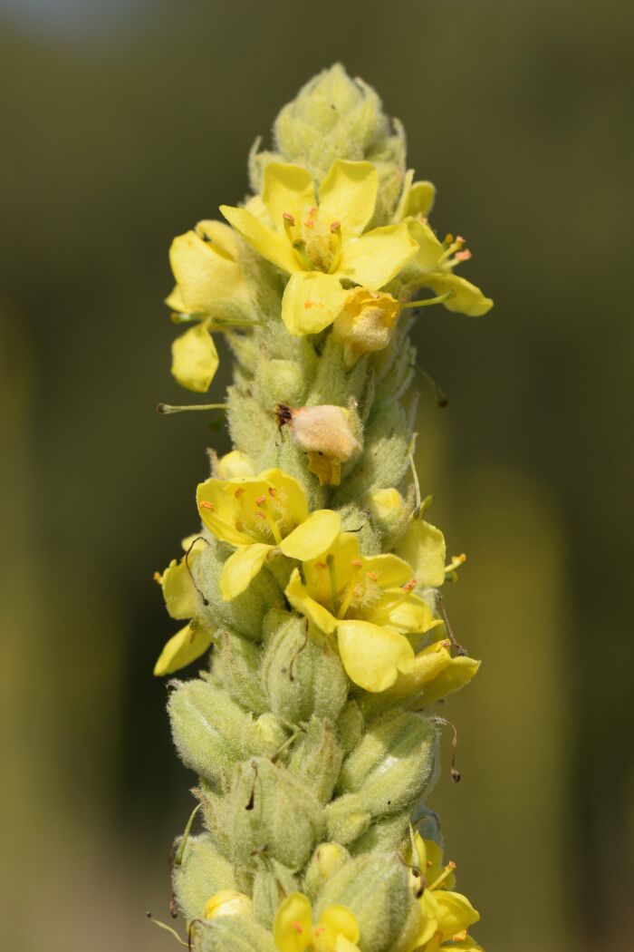 Flor del gordolobo (Verbascum thapsus)