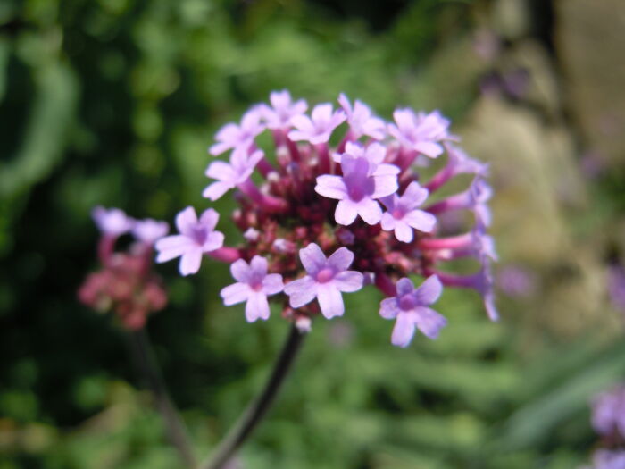 Verbena (Verbena officinalis)