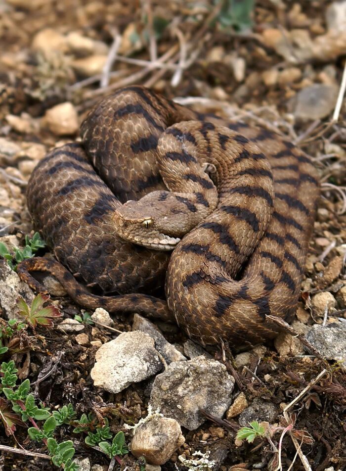 spid (Vipera aspis)