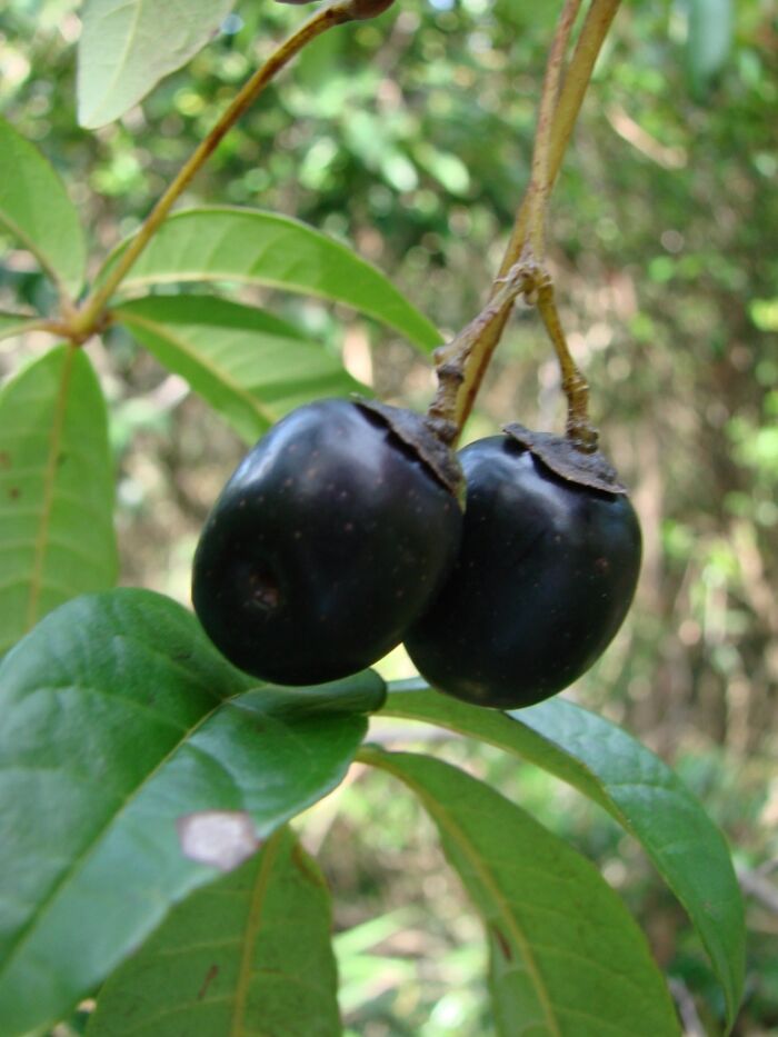 Tarum (Vitex megapotamica)