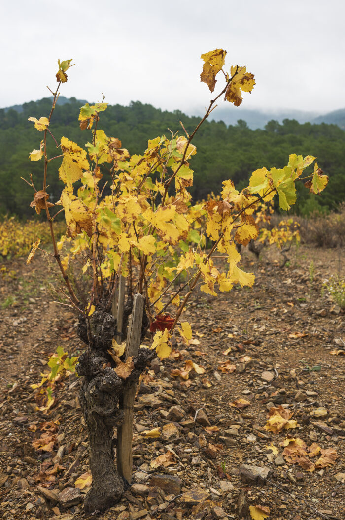 La vid (Vitis vinifera) es una planta sarmentosa