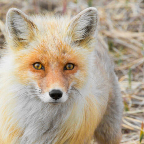 Coloracin de los animales