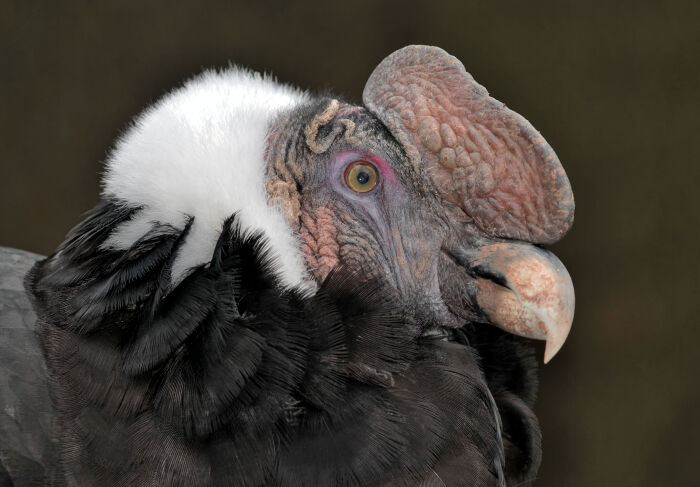 Cndor (Vultur gryphus)