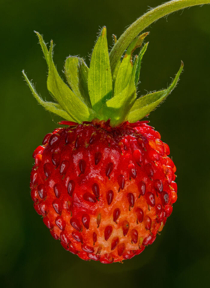 Fruto de la mayueta