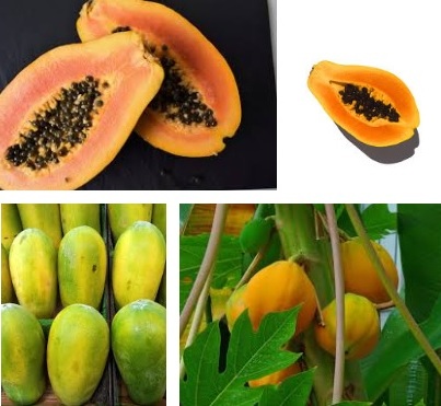 papaya