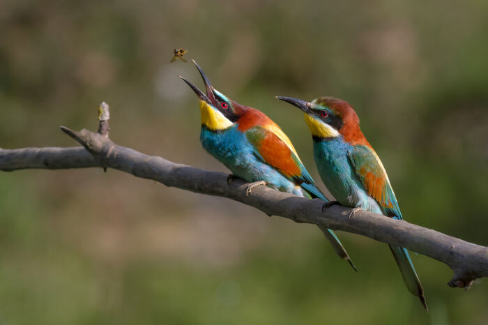 Abejaruco (Merops apiaster)