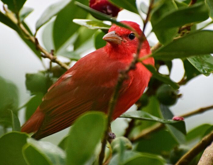 Cardenal abejero