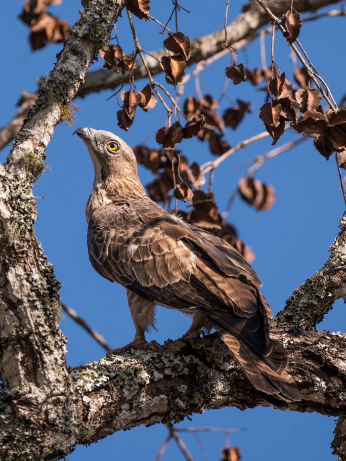 Halcn abejero oriental (Pernis ptilorhynchus)