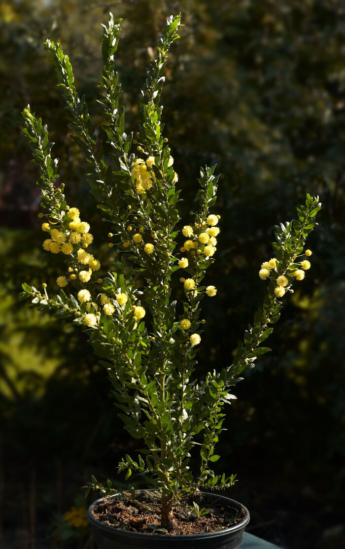 Acacia armata