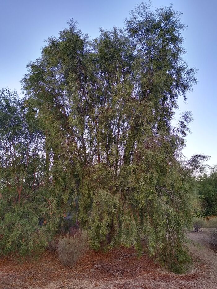 Acacia salicina