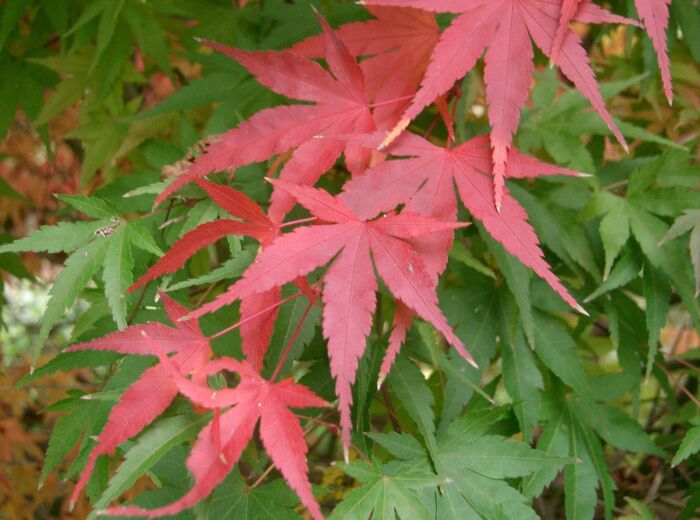 Acer amoenum