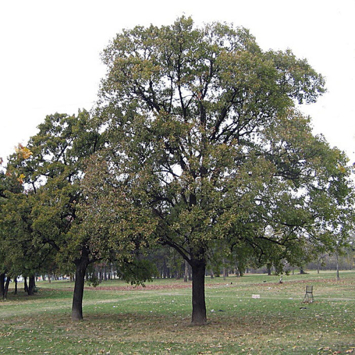 Acer monspessulanum