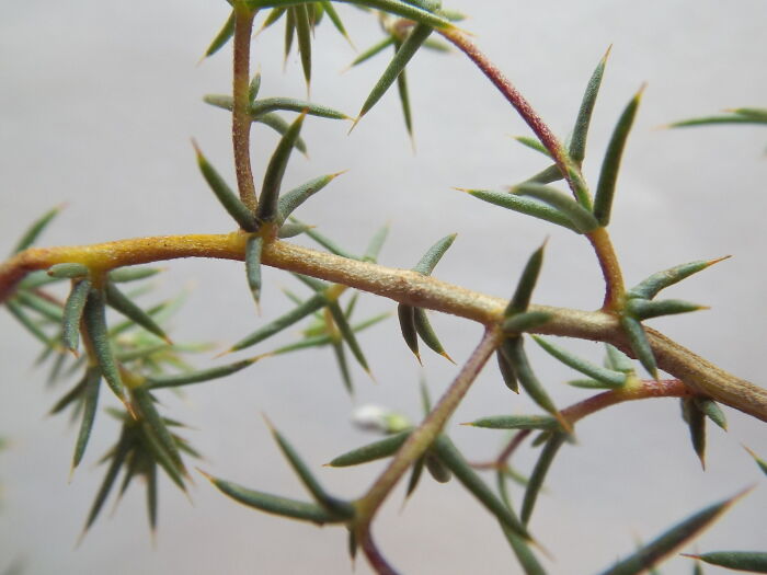 Hojas aciculiformes