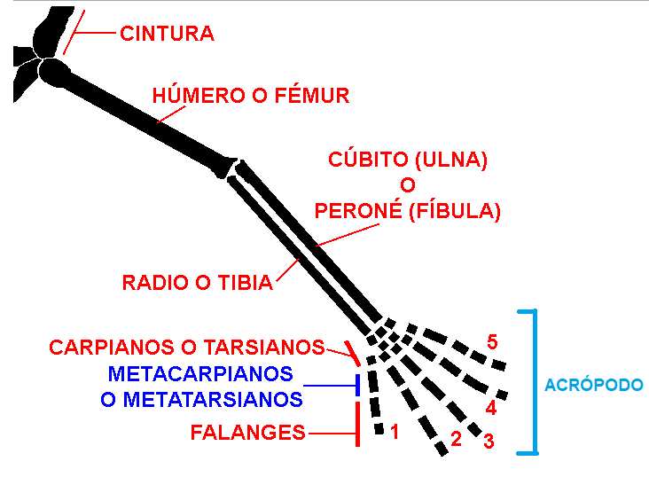 Acrpodo: final del quiridio.