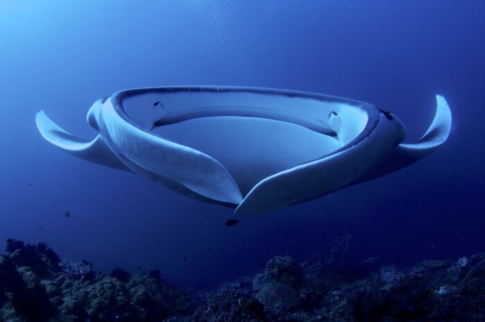 Manta Raya Gigante (Manta birostris) de frente filtrando plancton. De hasta 7 metros de envergadura, nadan en las fuertes corrientes moviendo sus alas (aletas pectorales) con increble elegancia