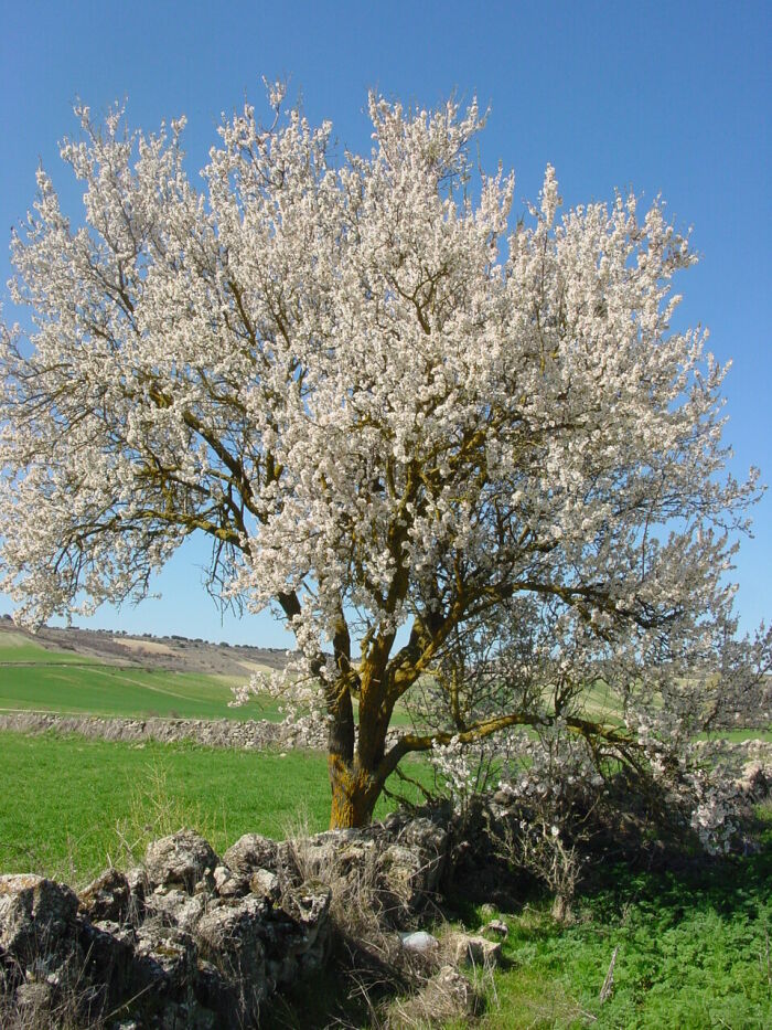 Almendrero