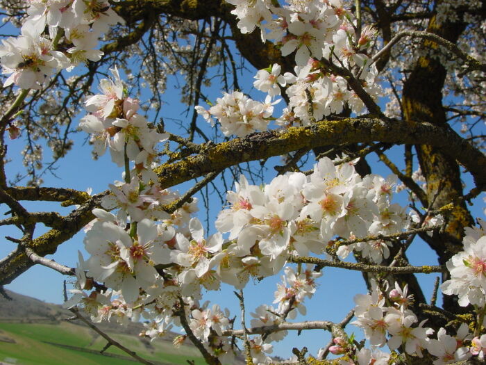 Almendrero