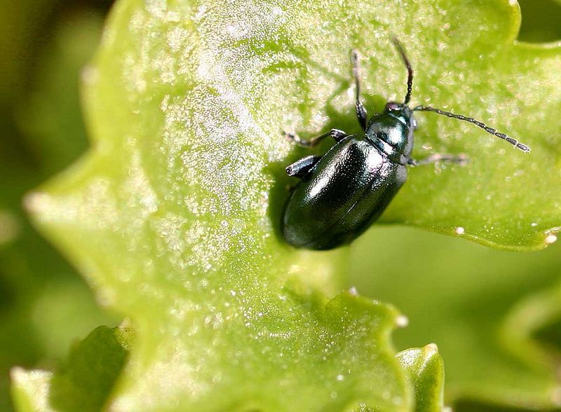 Altica oleracea.  entomart