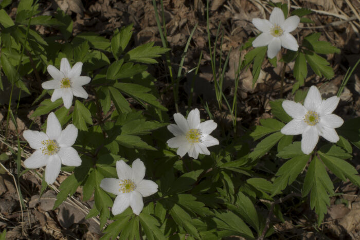 Anemona nemorosa