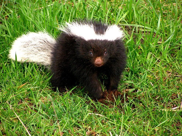 Yaguan: especie de zorrillo.