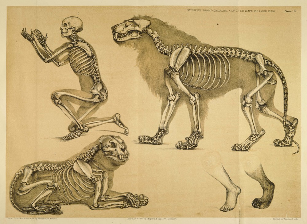 Anatomia comparativa: humano y len. De Benjamin Waterhouse Hawkins, ao 1860.