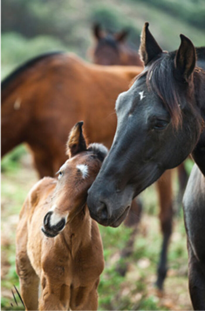 Caballos andaluz