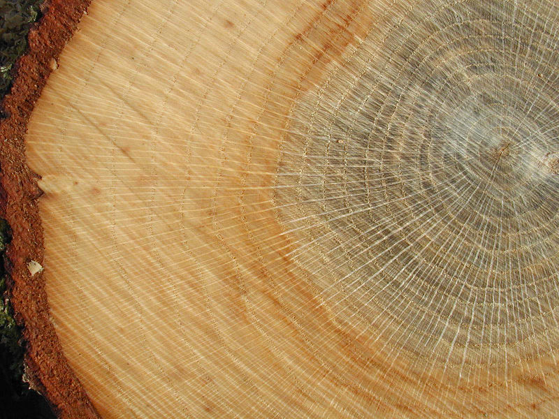 Madera de Quercus robur: A la derecha se ve la madera dura gris y a la izquierda los siete anillos de crecimiento de la albura.