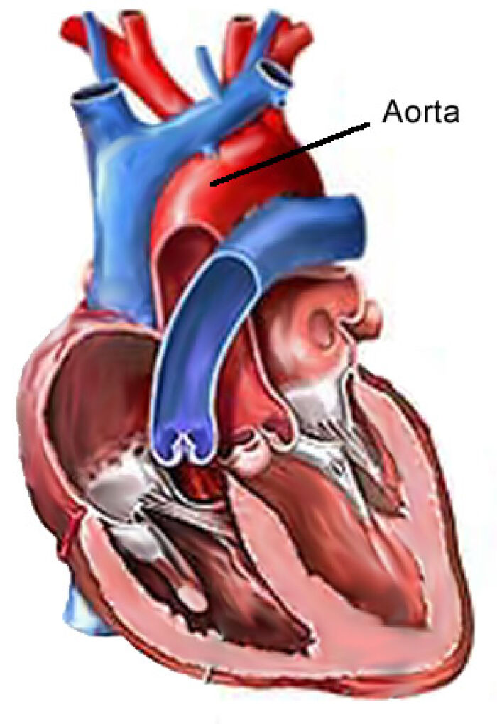 aorta