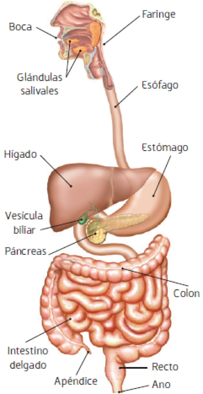 aparato digestivo