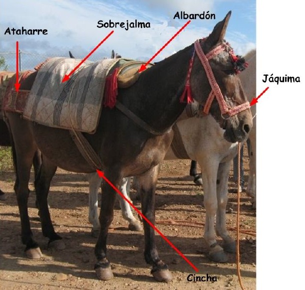 Aparejos: albardn, ataharre, cincha, jquima, sobrenjalma.