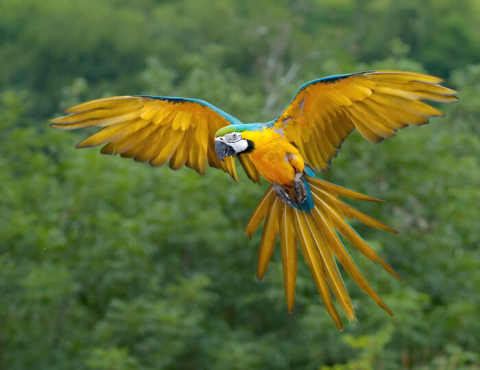 Ara (guacamayo)