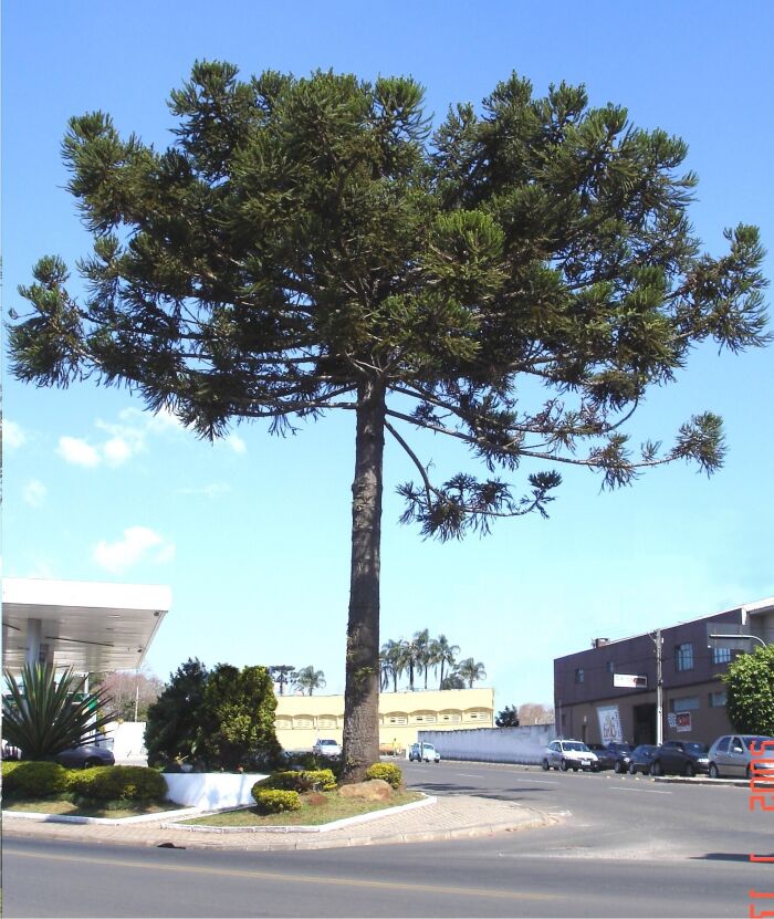 Araucaria