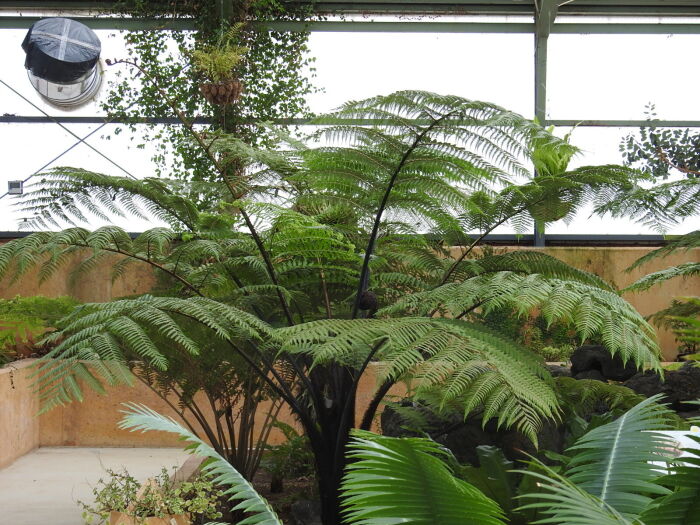 El helecho Cyathea medullaris es dendroide o arborescente