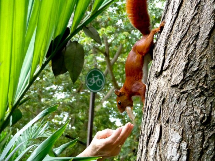 Las ardillas tienen abazones que sirven para guardar temporalmente la comida