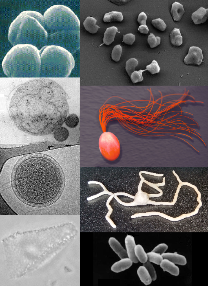 Diversidad morfolgica de las Arqueas (Archaea)