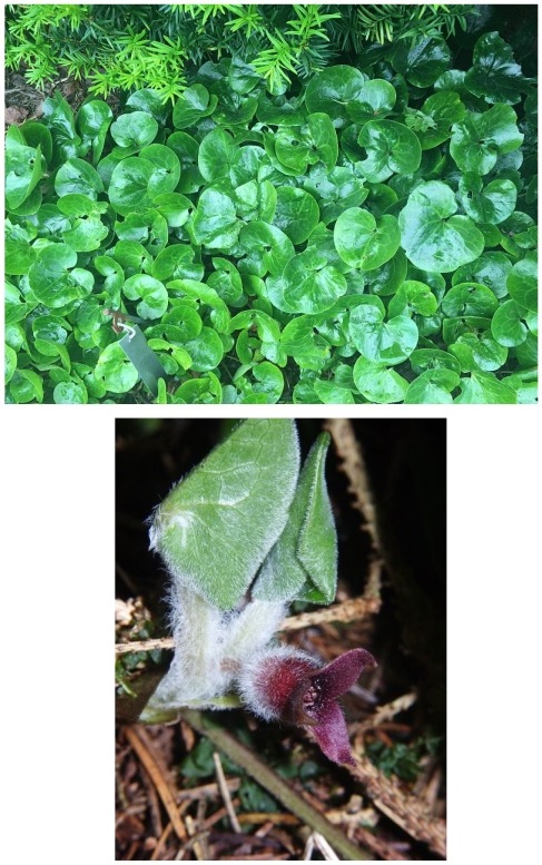 saro (Asarum europaeum)