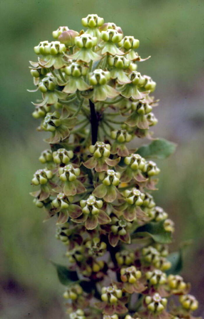 Asclepias_tomentosa