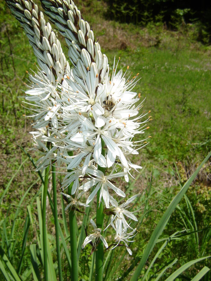 Cachimona (Asphodelus albus)