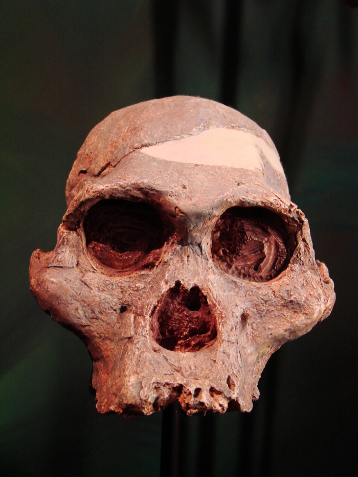 australopithecus